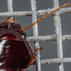 Harpalina