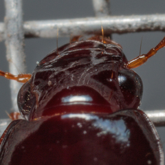 Harpalina
