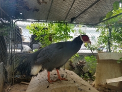 Crossoptilon auritum