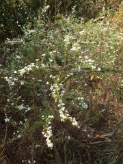 Symphyotrichum pilosum pilosum