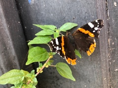 Vanessa atalanta