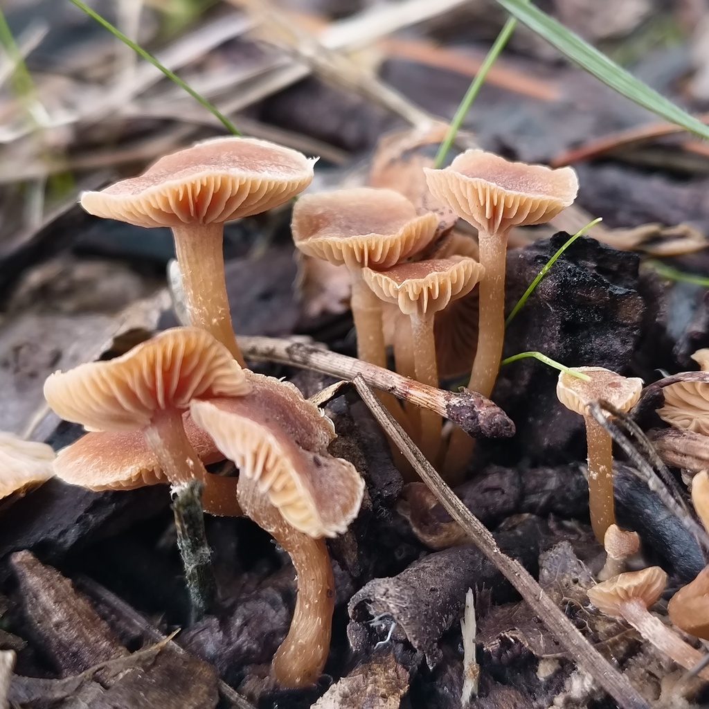 Tubaria furfuracea · July 2025 · photo: © zedt (iNaturalist, cc-by)