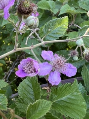 Ulmenblättrige Brombeere (Rubus ulmifolius): Herkunft und Verwendung — Foto 2