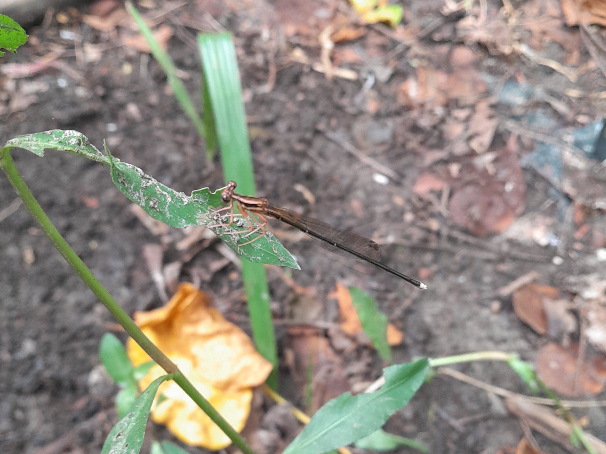 Black-Kneed Featherleg