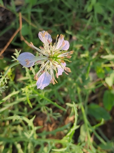 Pale Fennel-flower (Nigella gallica)