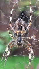 Araneus diadematus