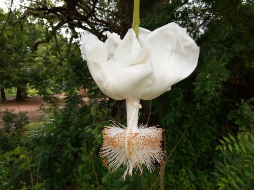African baobab