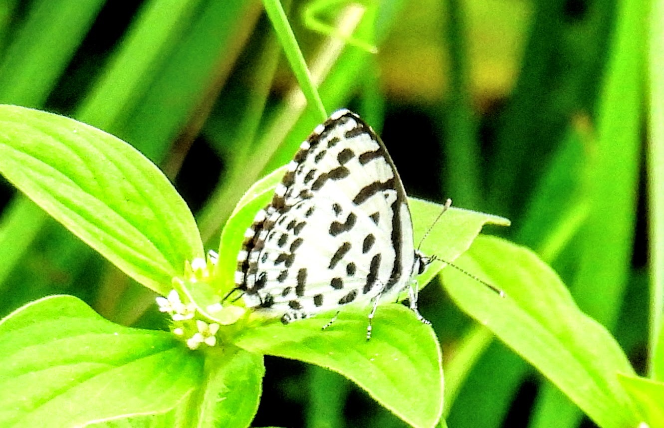 Common Pierrot