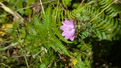 Malva tournefortiana (Malva tournefortiana)