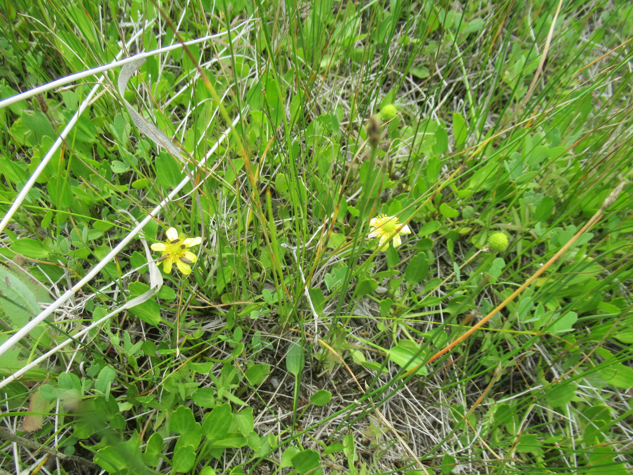Halerpestes ruthenica