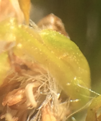 Solidago randii