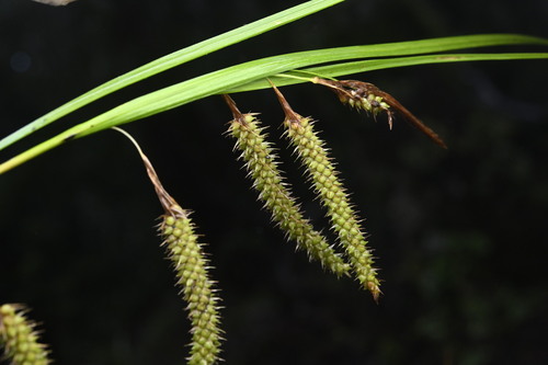 Cockayne's Sedge (Carex cockayneana)