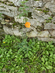 Papaver atlanticum