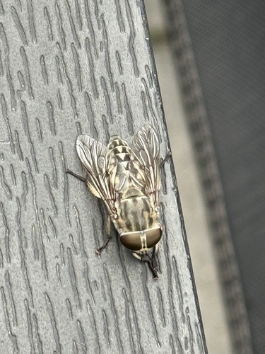 Large Marsh Horse Fly, Nieuweweg, Muntendam, Groningen, NL, photo 10 of 10