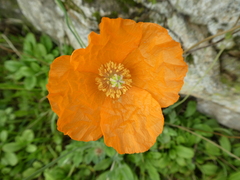 Papaver atlanticum