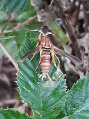 Vitacea polistiformis