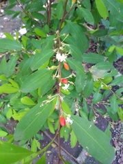 Erythroxylum coca