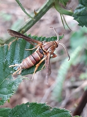 Vitacea polistiformis