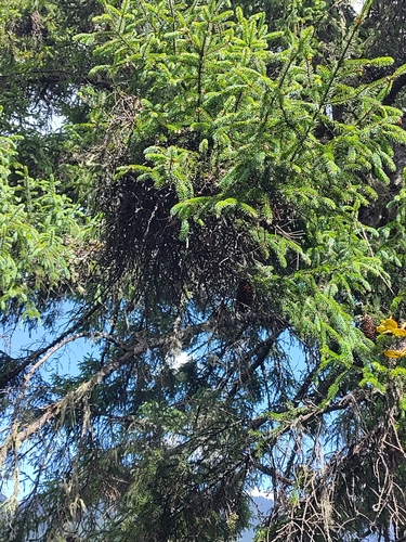 dragon spruce (Picea asperata)