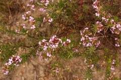 Muraltia ericoides