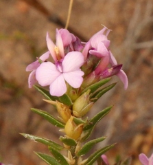 Muraltia ericoides