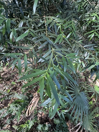 Podocarpus observed 2025-07-09