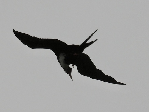 Aves observed 2025-06-01