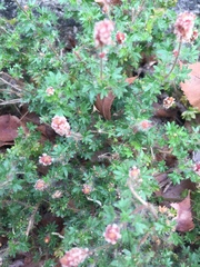 Acalypha radians