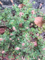 Acalypha radians