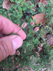 Acalypha radians