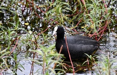 Fulica atra