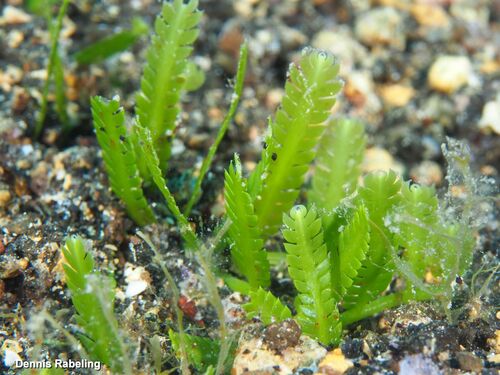 Caulerpa mexicana observed 2025-07-08