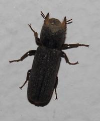 Bostrychoplites cornutus