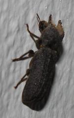 Bostrychoplites cornutus