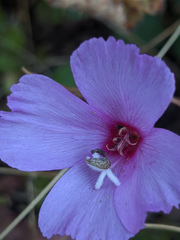 Clarkia rubicunda