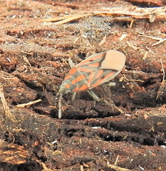 Spilostethus rivularis