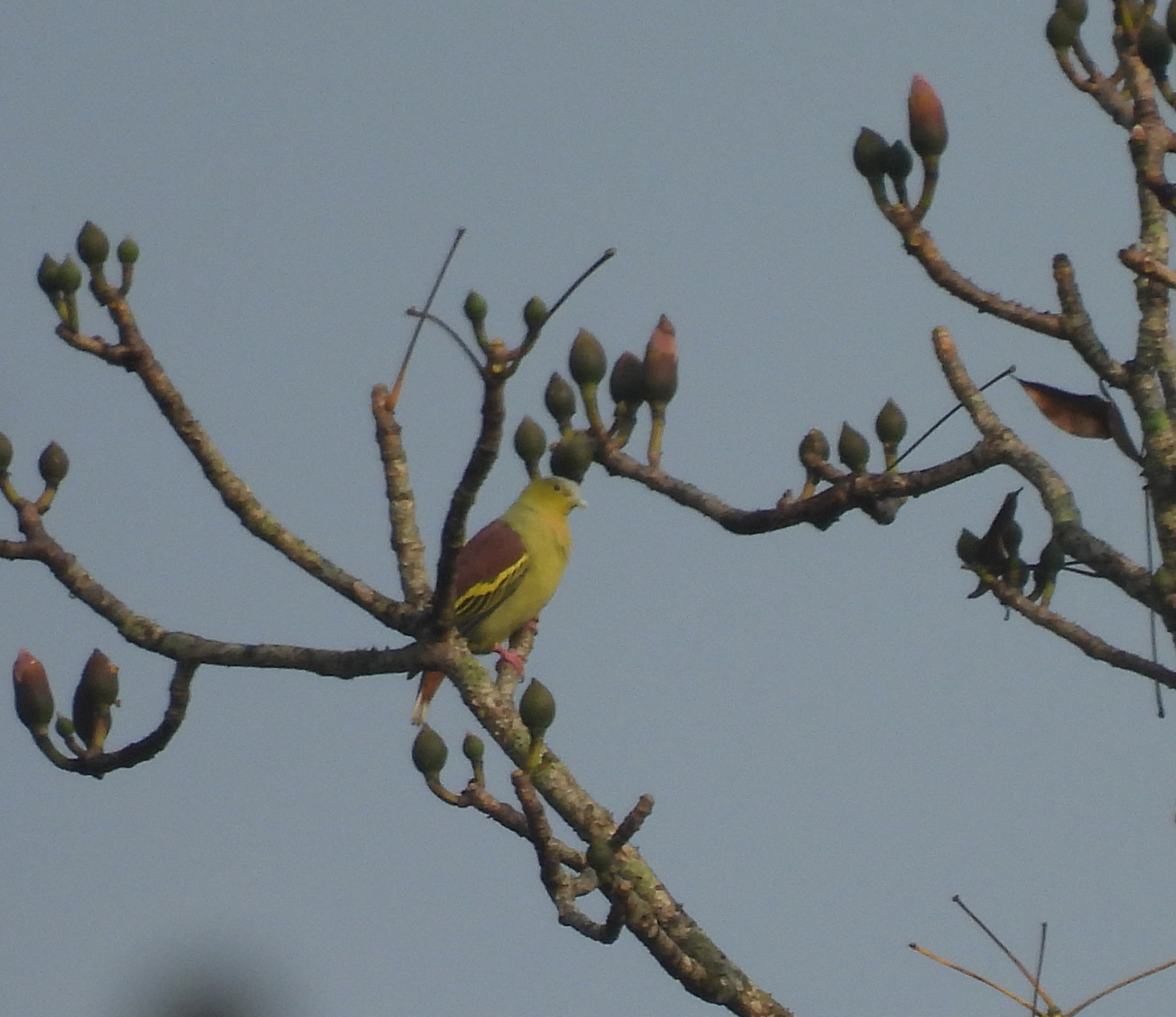 Ashy-headed Green Pigeon (Treron phayrei), photo 4