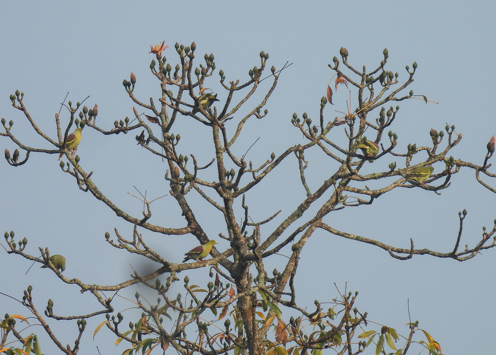 Ashy-headed Green Pigeon (Treron phayrei), photo 5