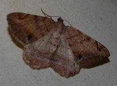 Chiasmia brongusaria