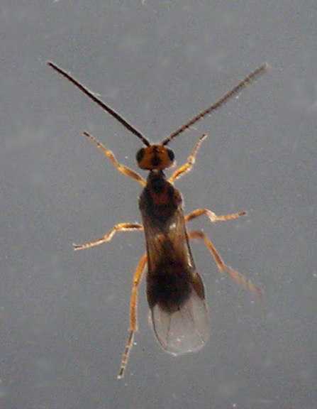 Braconid wasp