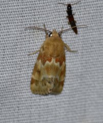 Schinia lynx