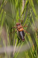 Parasteropleurus perezii