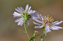 Symphyotrichum × salignum