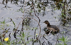 Tachybaptus ruficollis