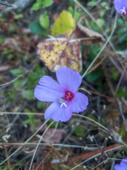 Clarkia rubicunda