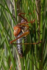 Parasteropleurus perezii