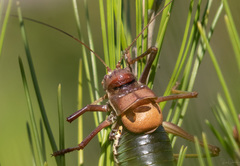 Parasteropleurus perezii