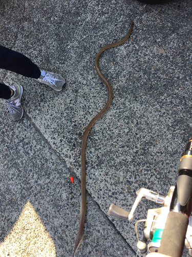 Longnosed snake eel (Ophisurus macrorhynchos) — Ophichthidae — 3