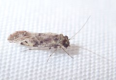 Psocetae