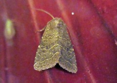Protorthodes texicana